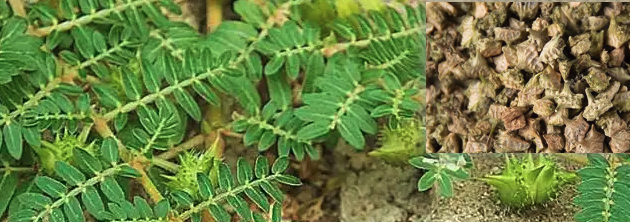 刺蒺藜图片