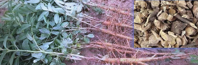 山豆根图片