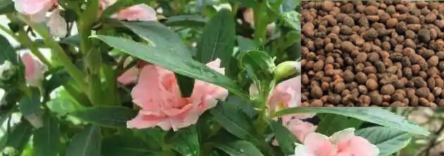急性子图片
