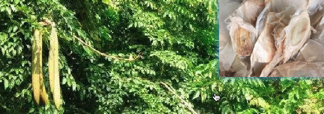 木蝴蝶图片