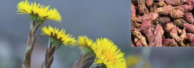款冬花图片