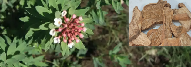狼毒图片