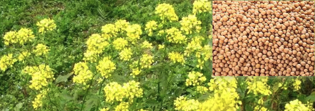 白芥子图片