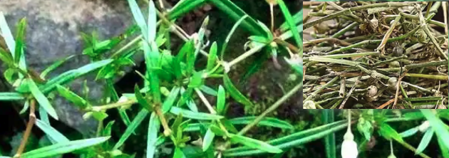白花蛇舌草图片