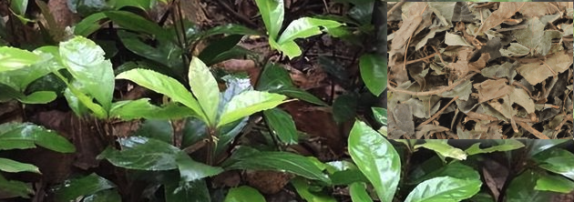 矮地茶图片