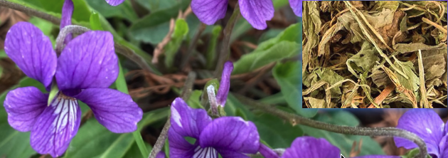 紫花地丁图片