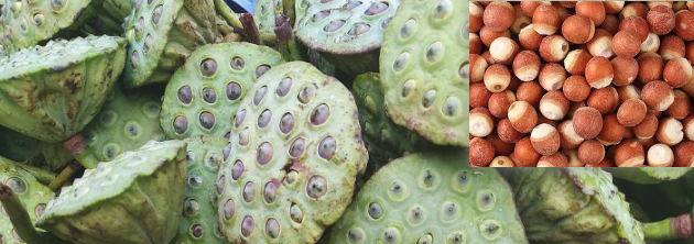 芡实图片