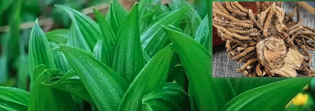 藜芦图片