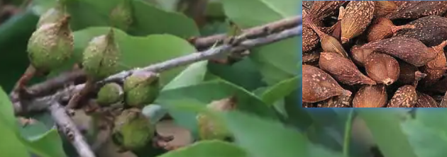 连翘图片