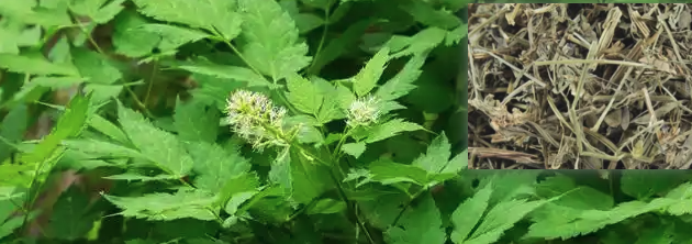 透骨草图片