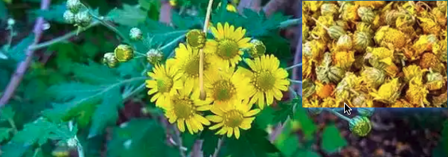 野菊花图片