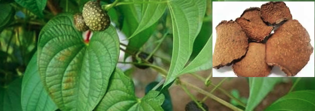 黄药子图片