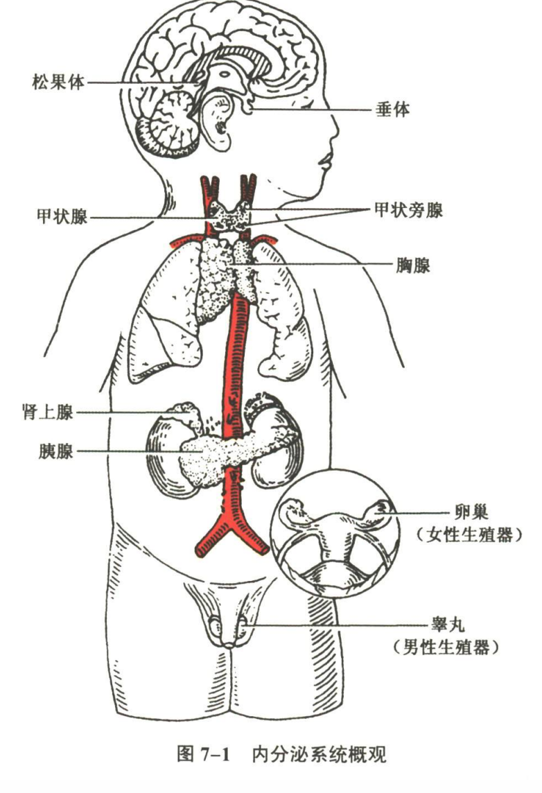 内分泌系统