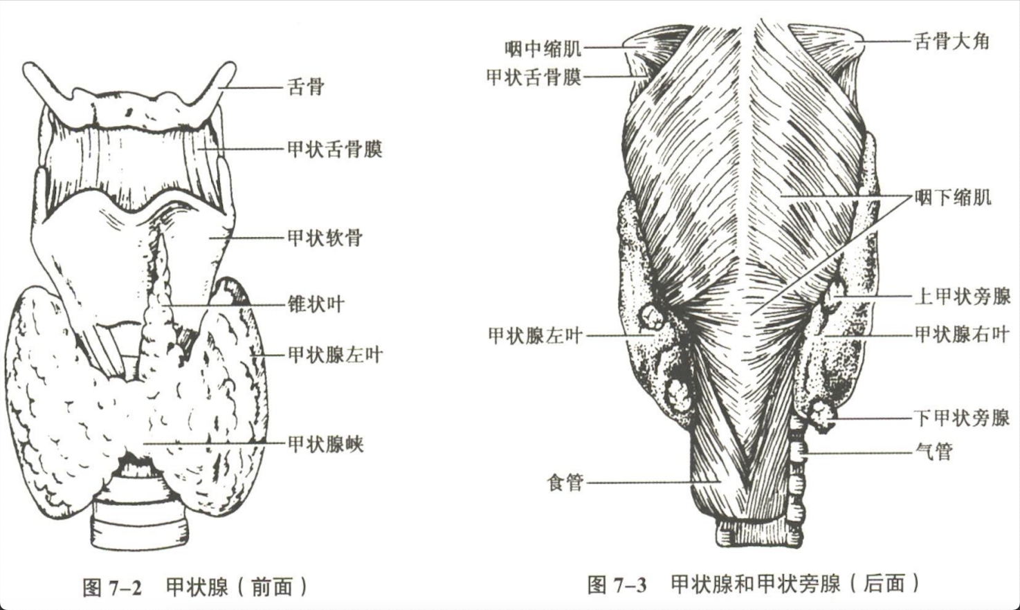 内分泌系统