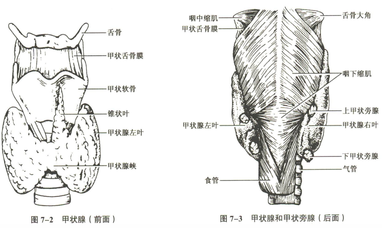 内分泌系统