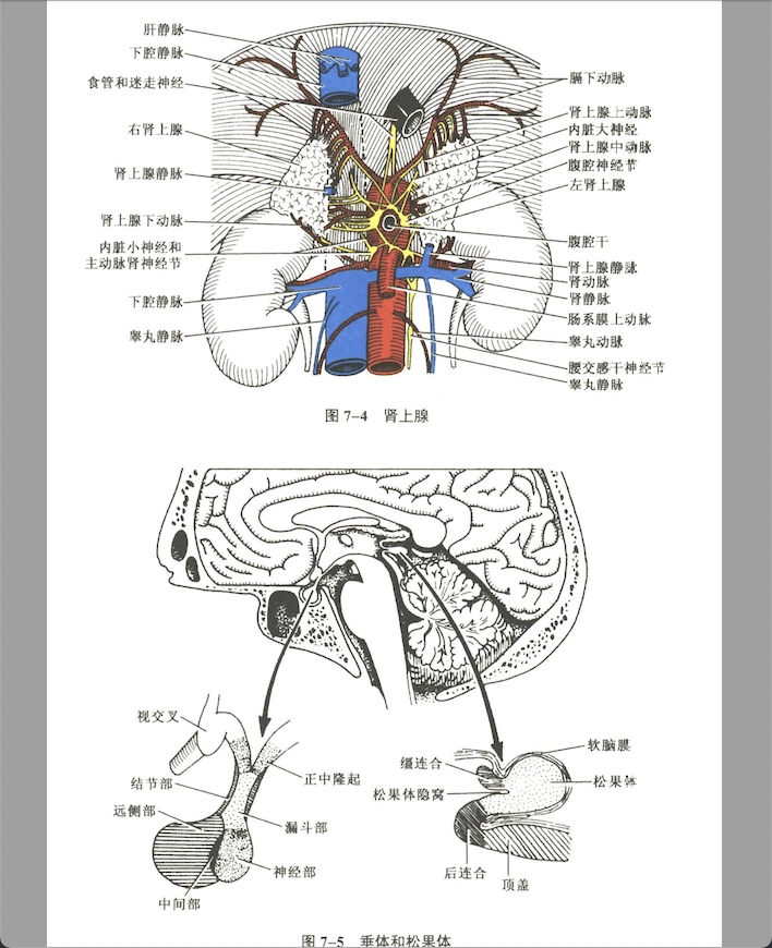 内分泌系统