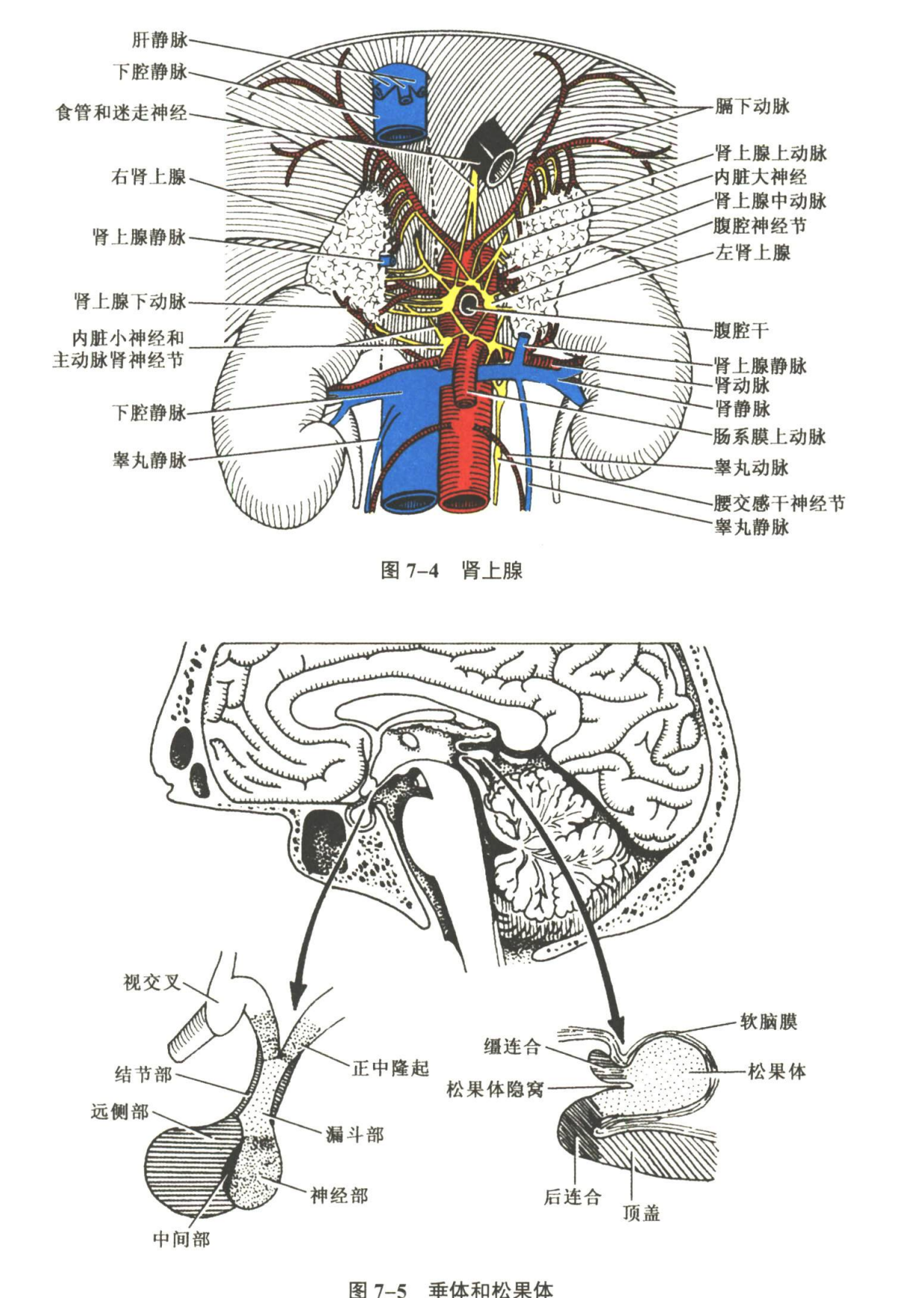 内分泌系统