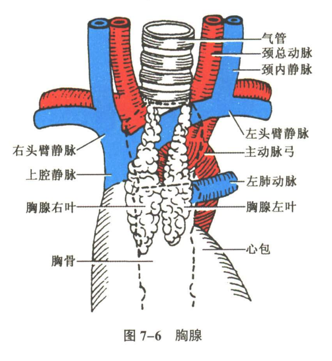 内分泌系统
