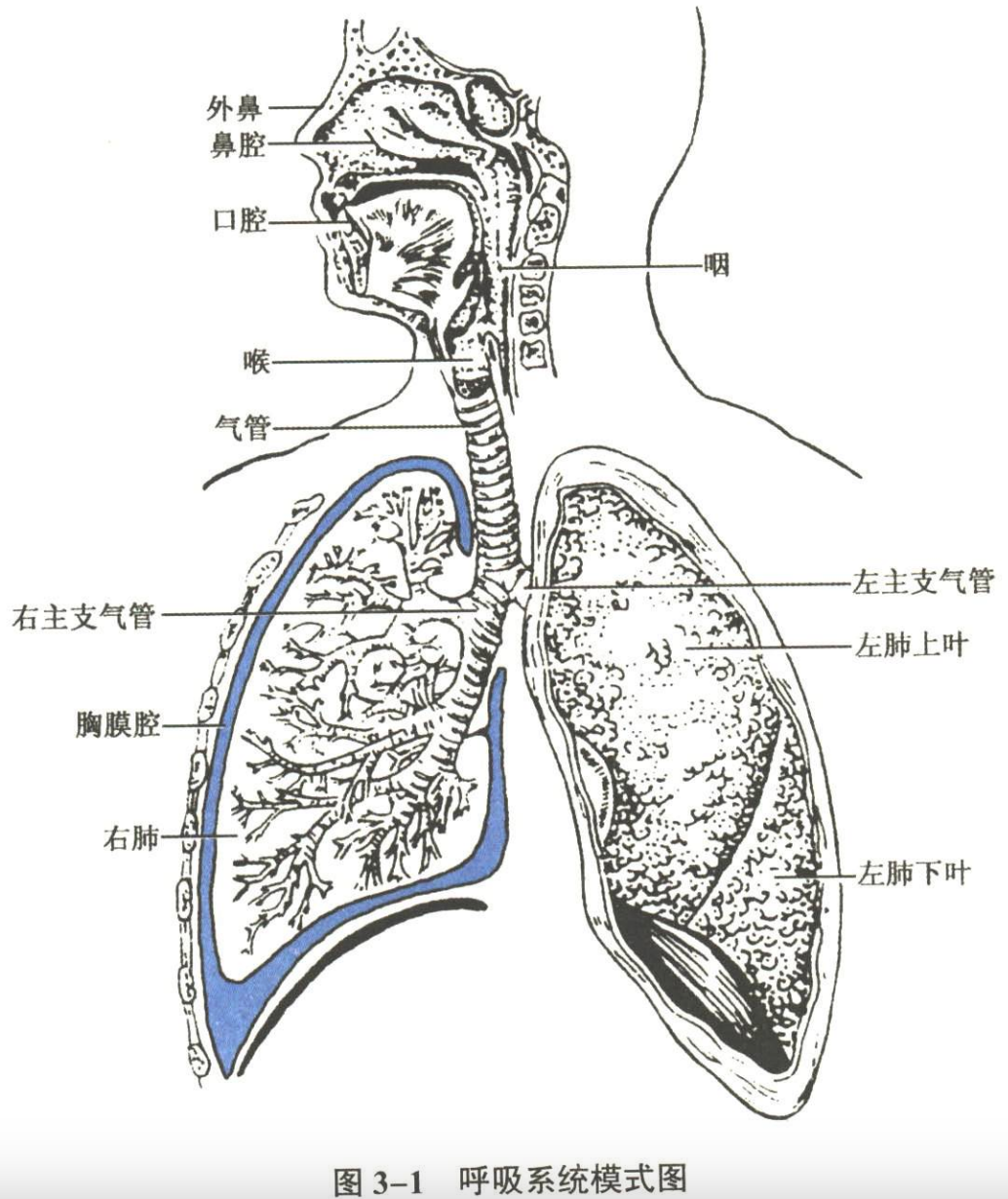 呼吸系统