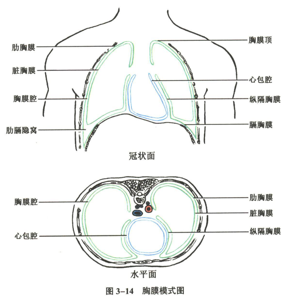 呼吸系统