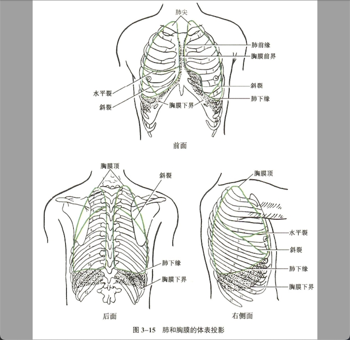呼吸系统