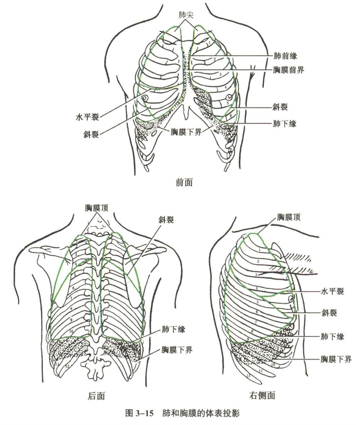 呼吸系统