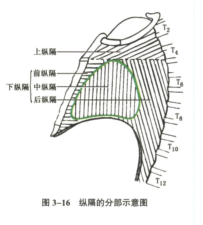 呼吸系统