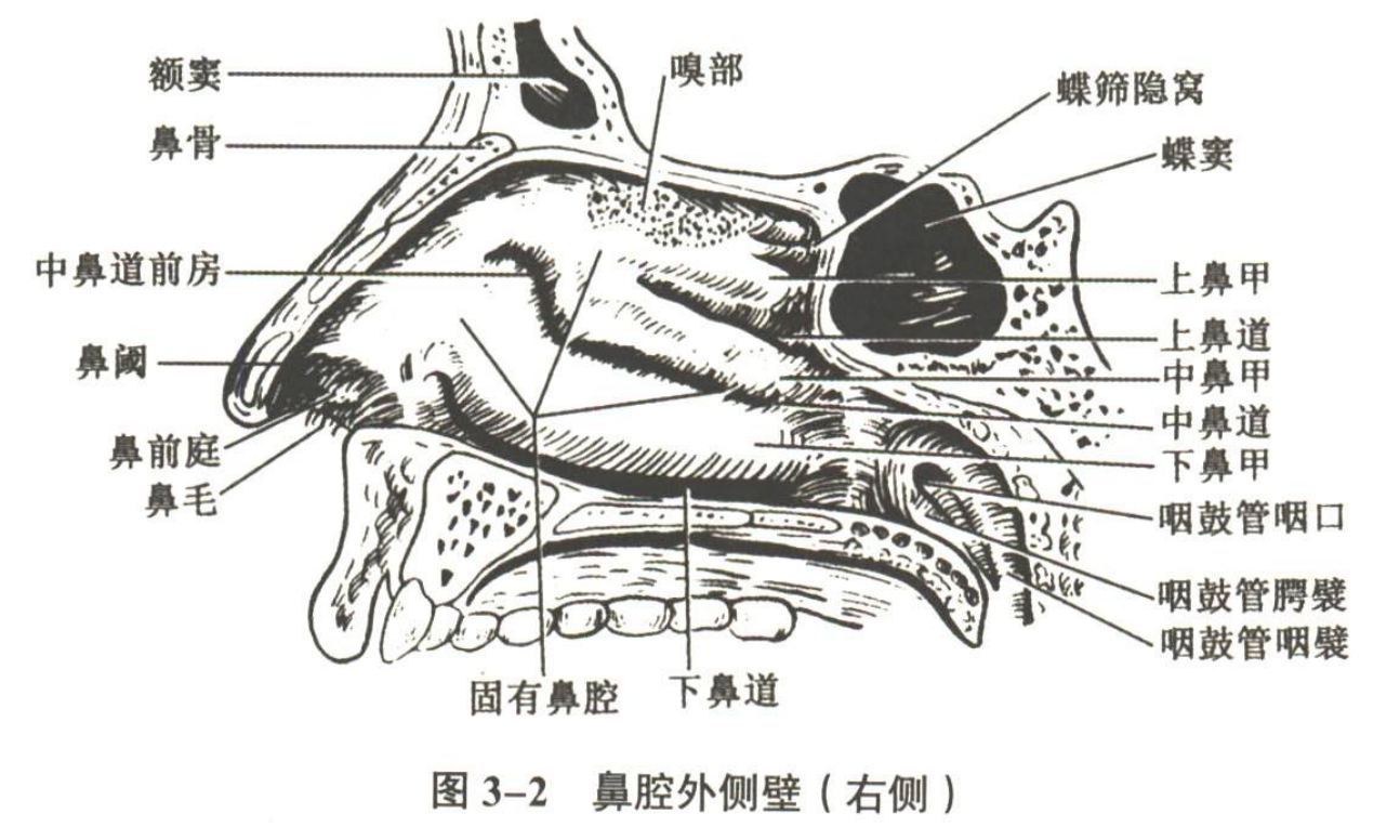 呼吸系统
