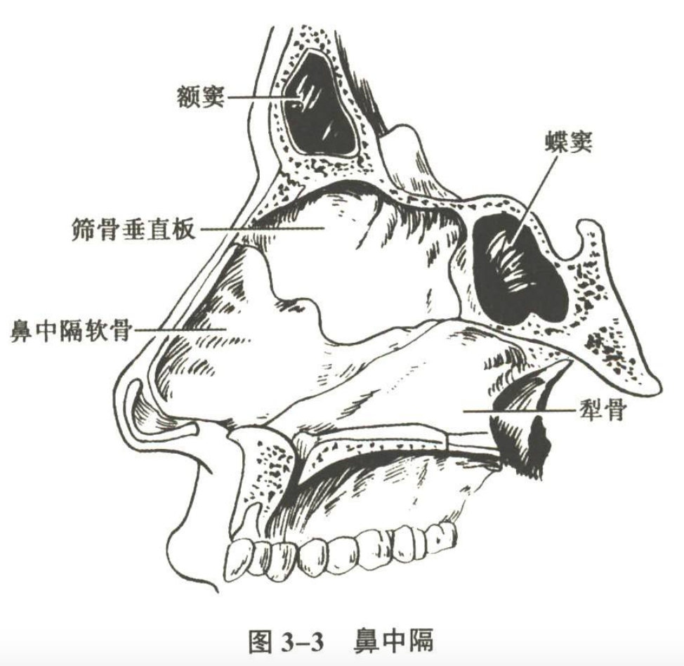 呼吸系统