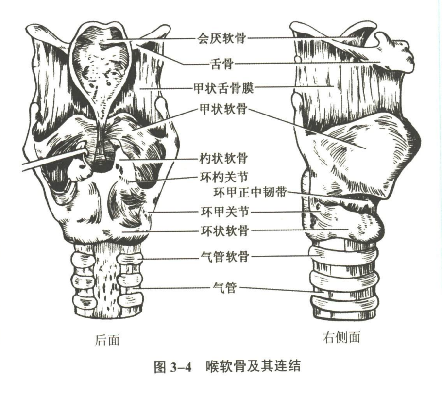 呼吸系统