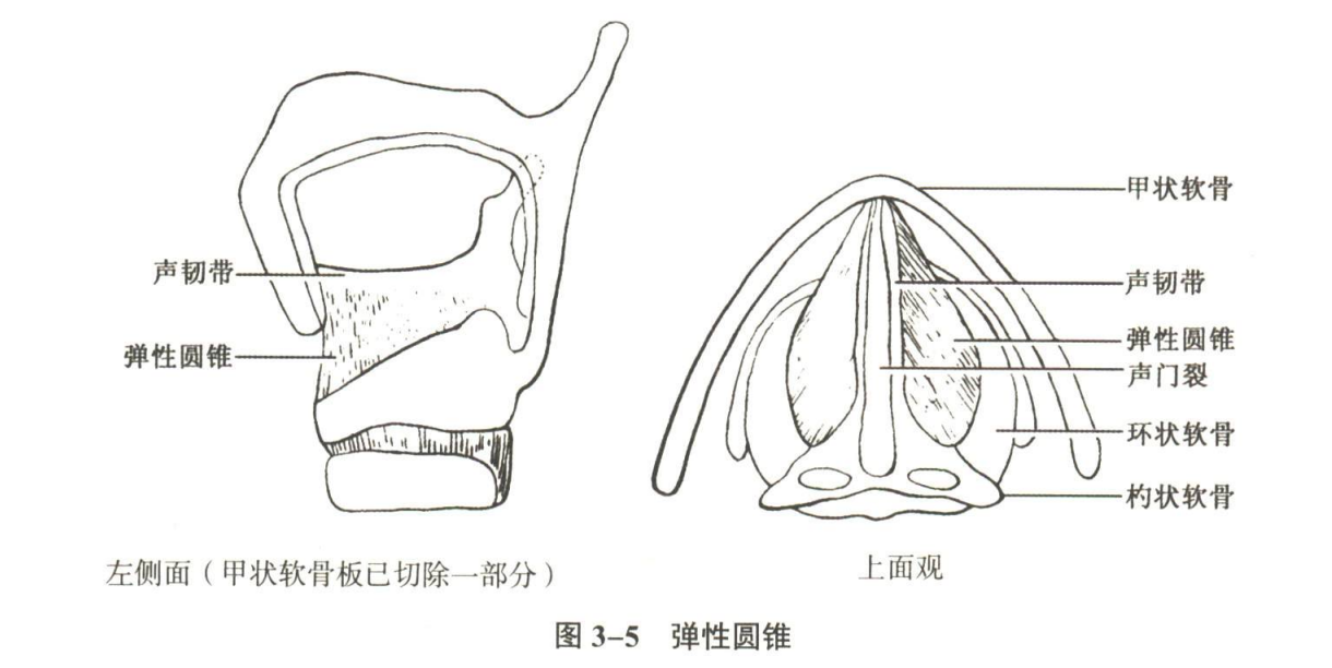 呼吸系统