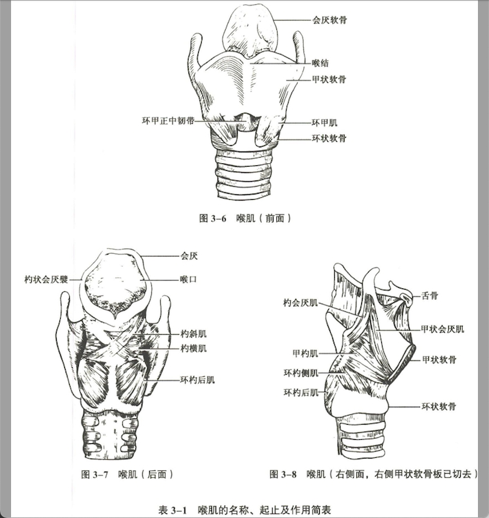 呼吸系统