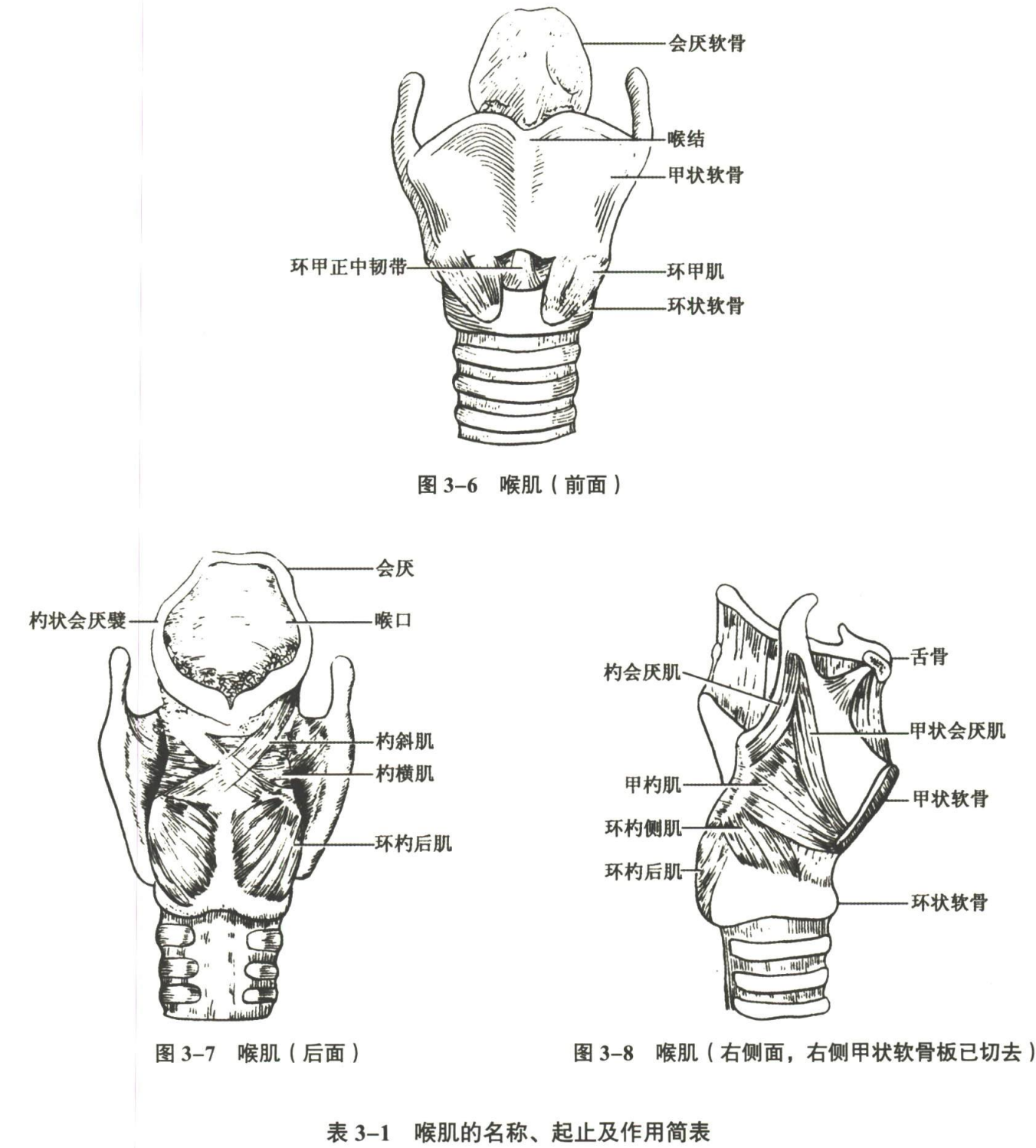 呼吸系统