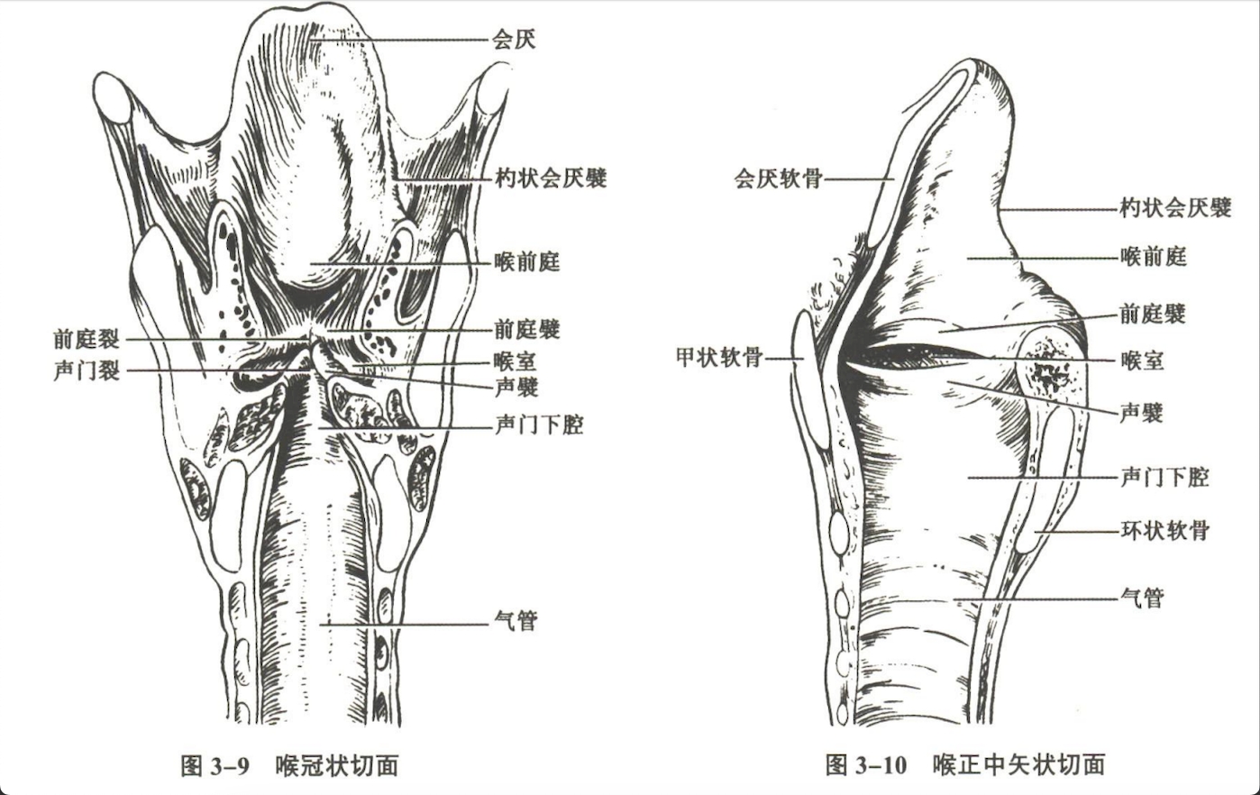 呼吸系统