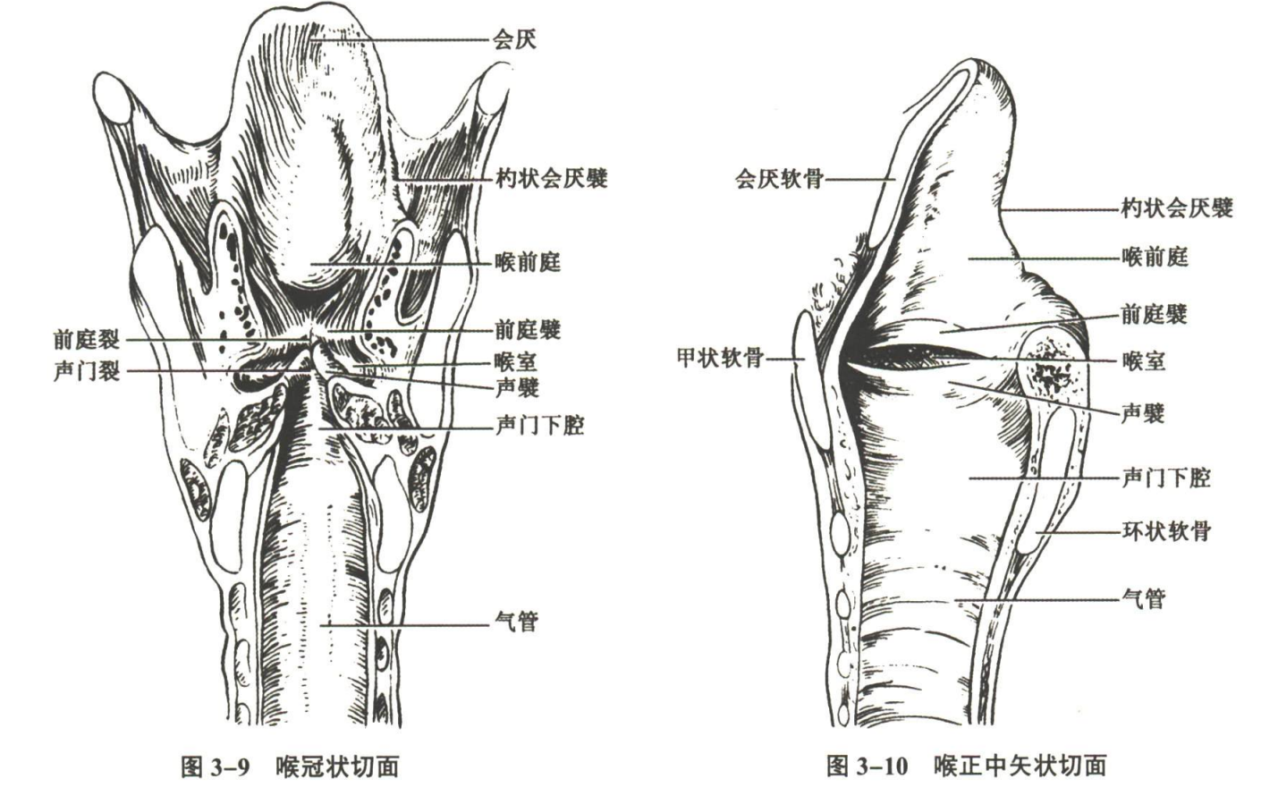 呼吸系统