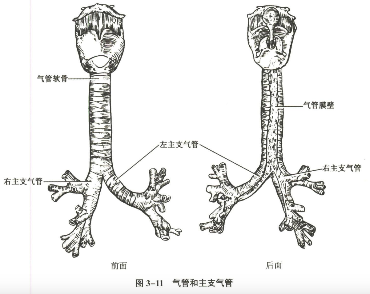 呼吸系统
