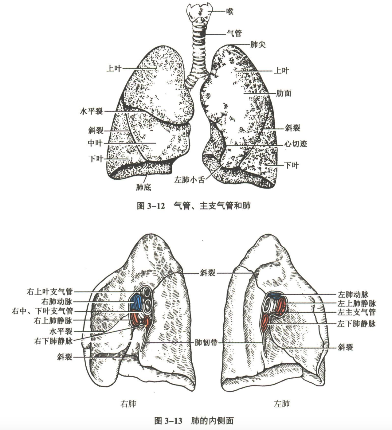 呼吸系统