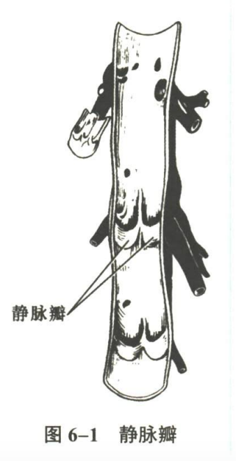 循环系统