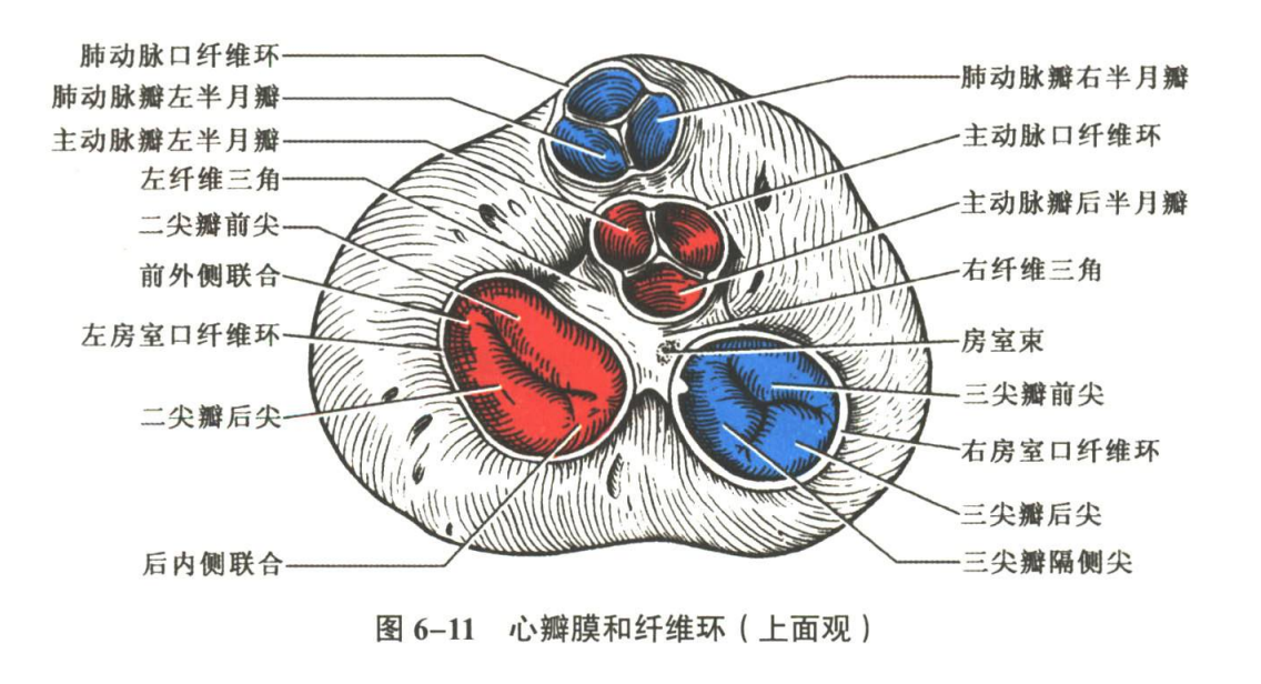 循环系统