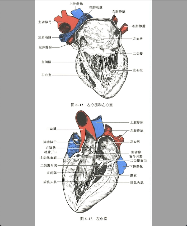 循环系统
