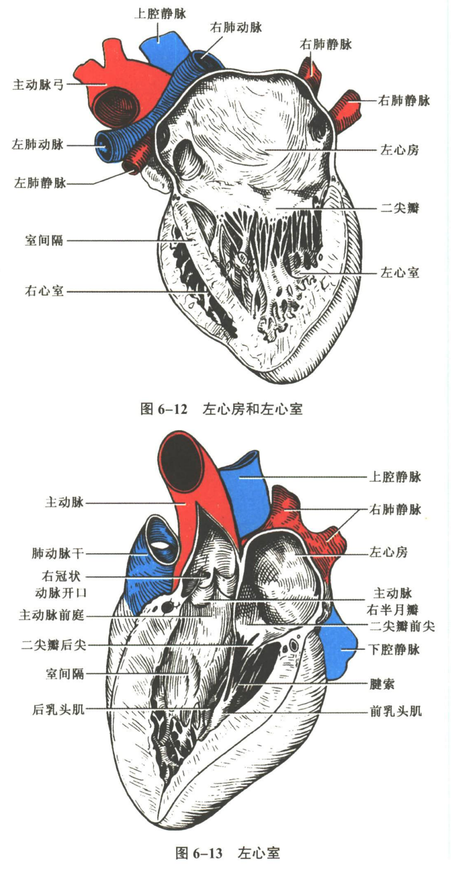 循环系统