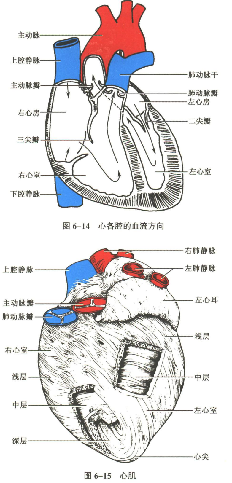 循环系统