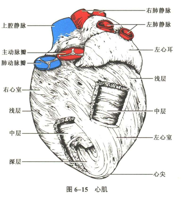循环系统