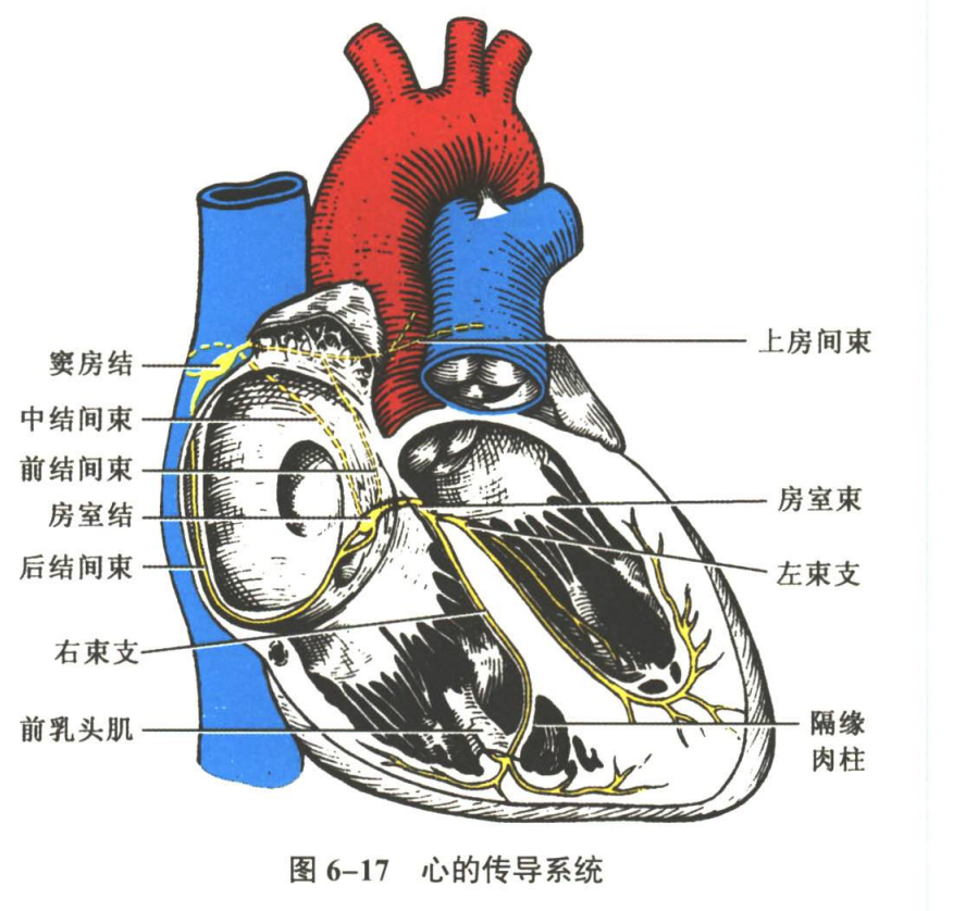 循环系统