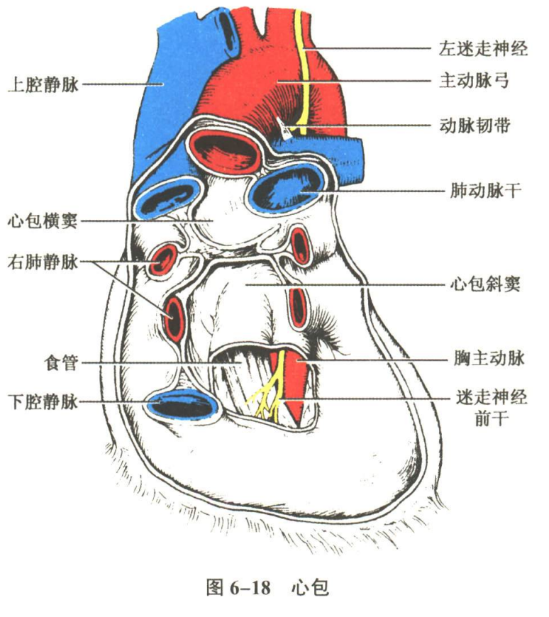 循环系统