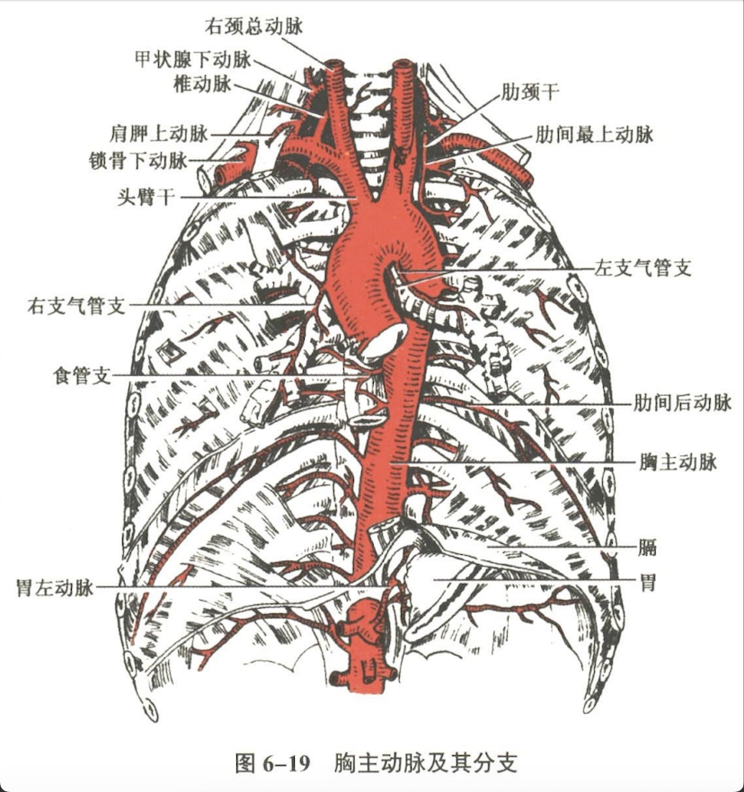 循环系统