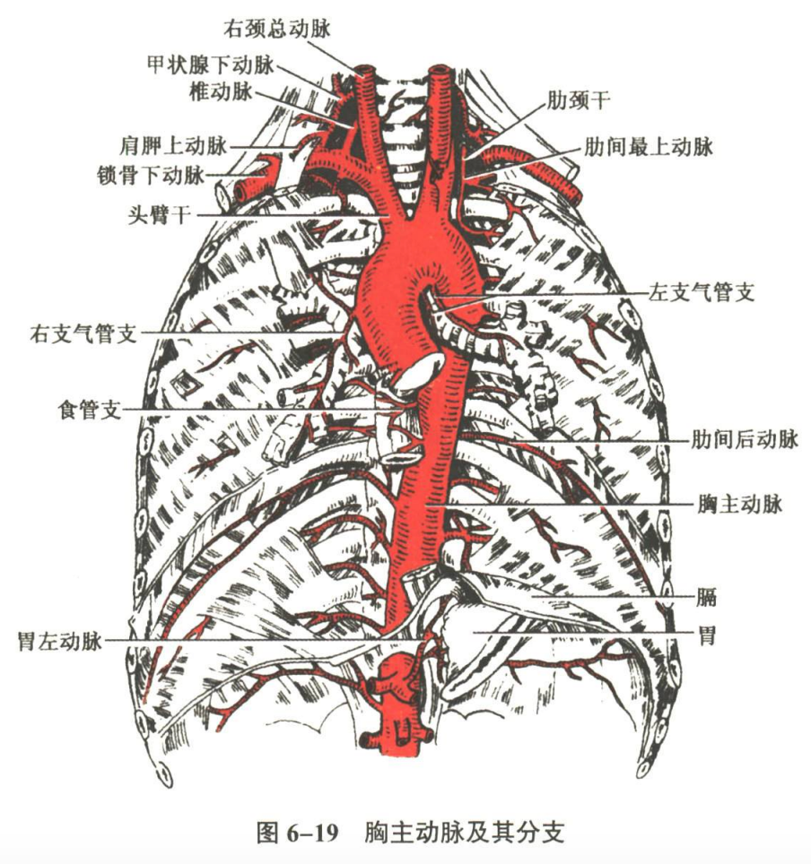循环系统