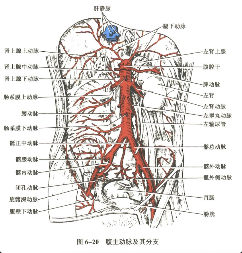 循环系统