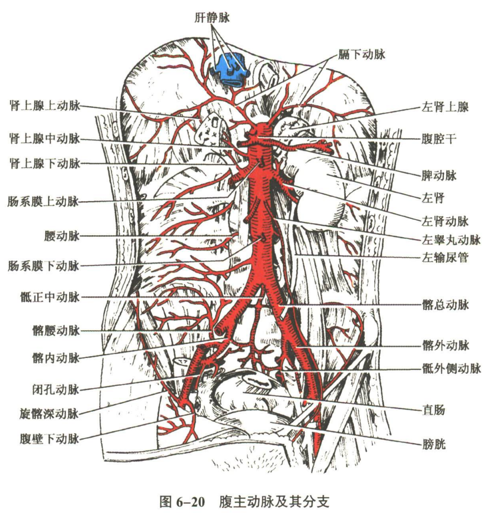 循环系统