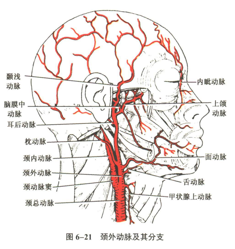循环系统